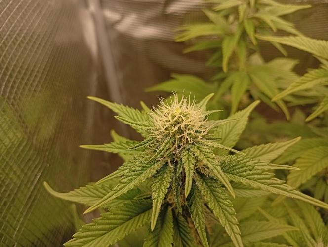 2 x LSD. Week 8