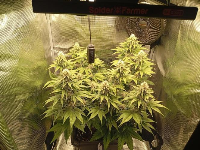 2 x LSD. Week 9 - 4.8