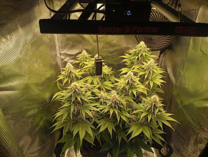 2 x LSD. Week 9 - 4.8