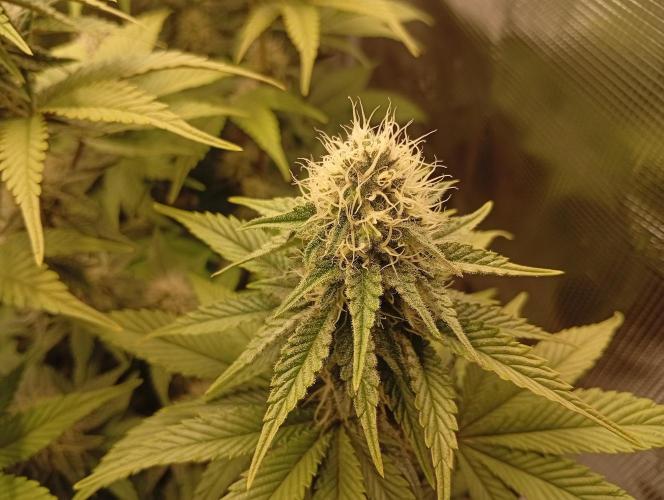 2 x LSD. Week 9 - 4.8
