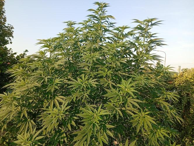 Black Cherry Gushers. Week 18