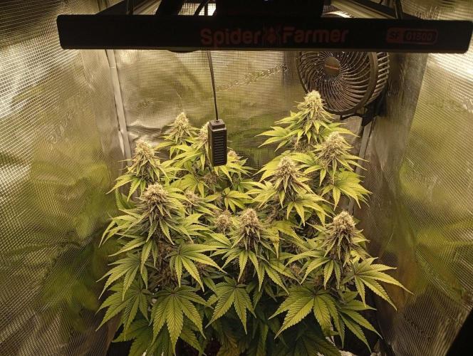 2 x LSD. Week 10