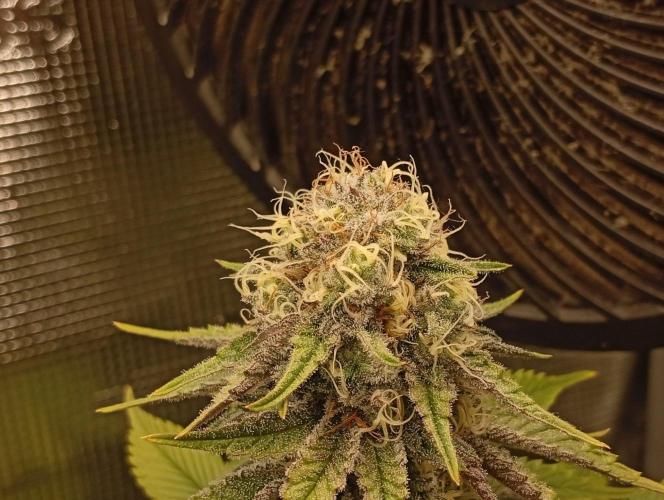 2 x LSD. Week 10