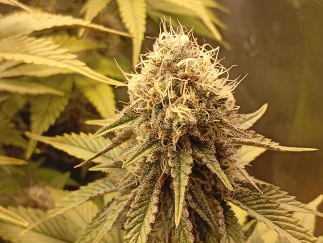 2 x LSD. Week 10