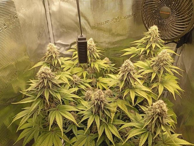 2 x LSD. Week 10