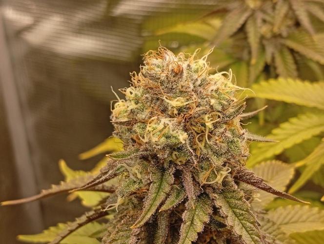2 x LSD. Week 11