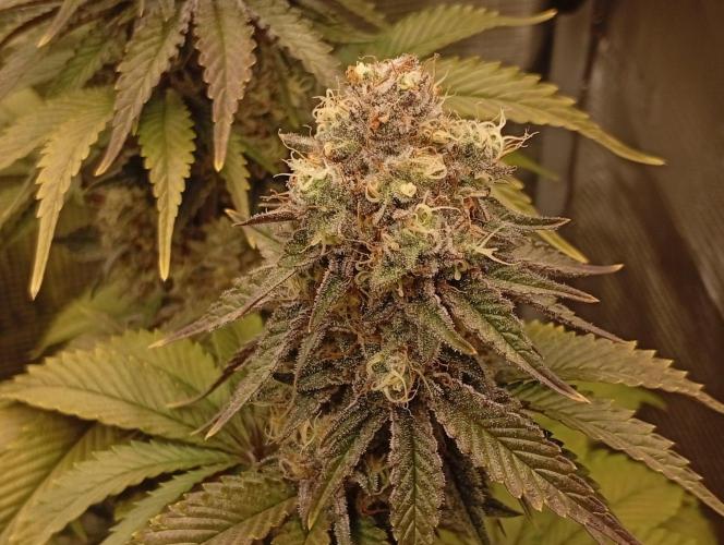 2 x LSD. Week 11