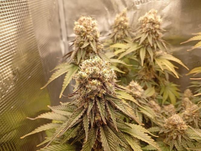 2 x LSD. Week 12 - 24.8