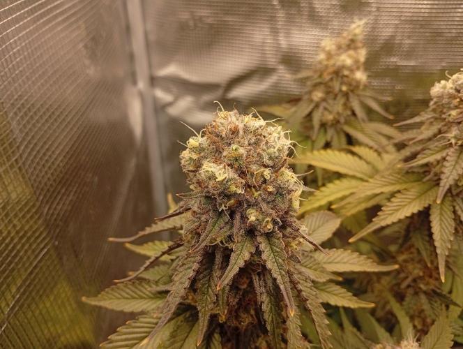 2 x LSD. Week 12 - 24.8