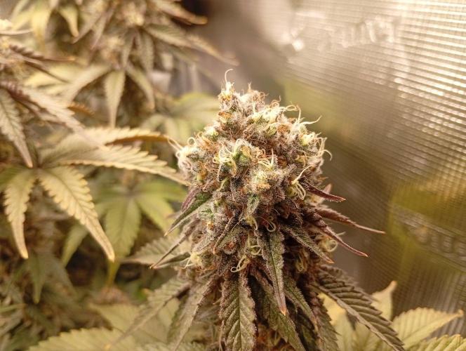 2 x LSD. Week 12 - 24.8