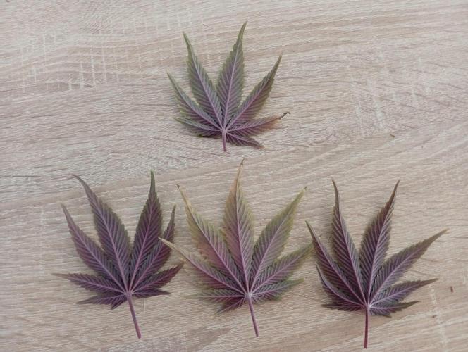 2 x LSD. Week 12 - 24.8 barvičky ?