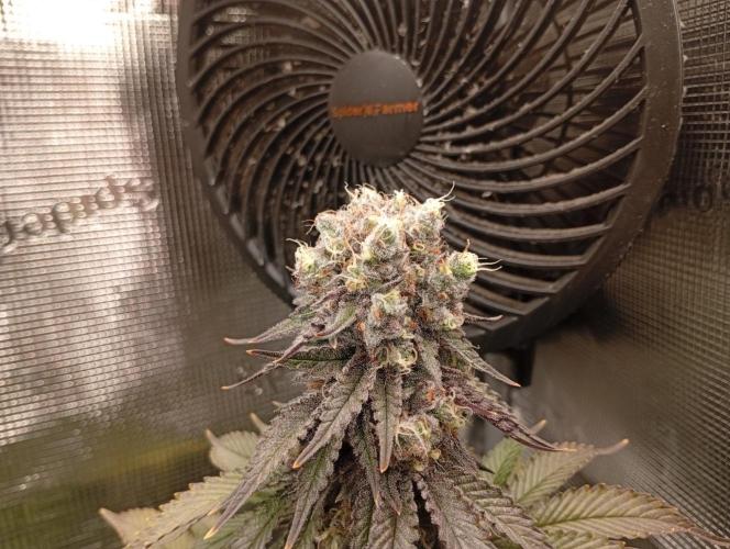 LSD-Feminsed. Week 12