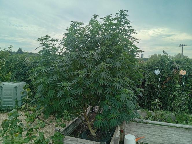 Black Cherry Gushers. Week 21