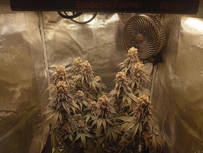2 x LSD. Week 13 - 30.8
