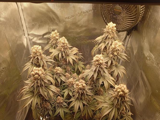 2 x LSD. Week 13 - 30.8