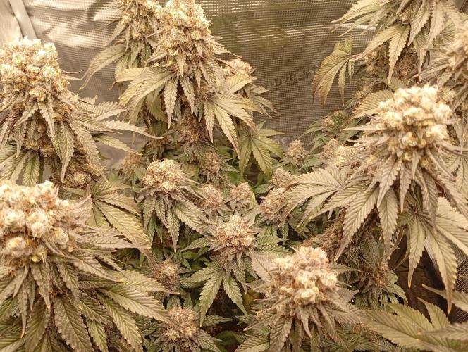 2 x LSD. Week 13 - 30.8
