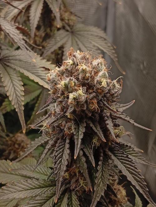 2 x LSD. Week 13 - 30.8