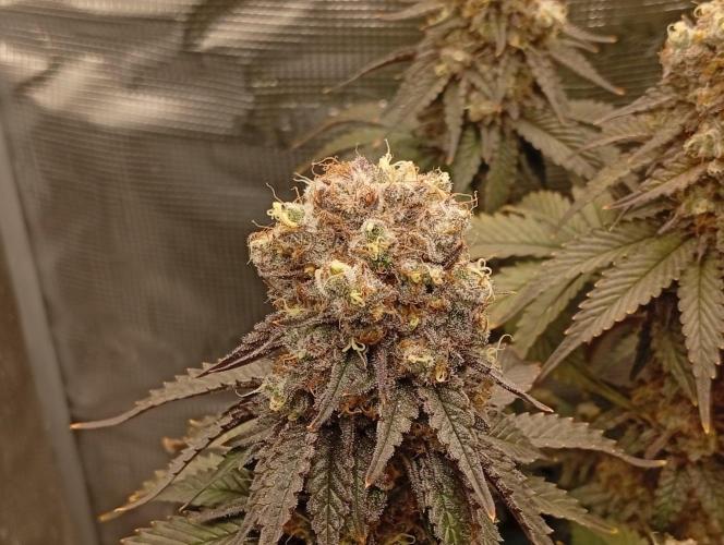 2 x LSD. Week 13 - 30.8