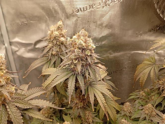 2 x LSD. Week 13 - 30.8