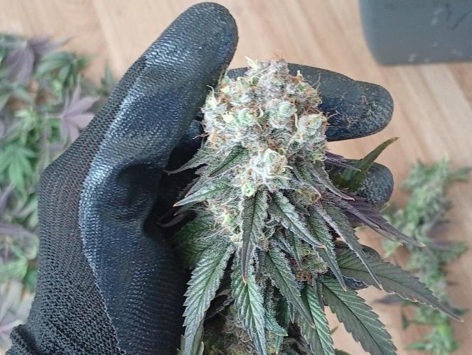 2 x LSD. Week 13 - 30.8 bambulka 