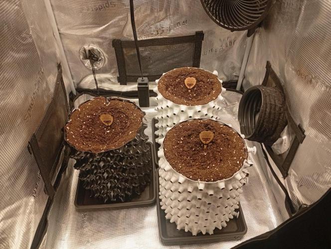 CIP KUSH. Week 0 - 5.9 strat 🧑‍🌾