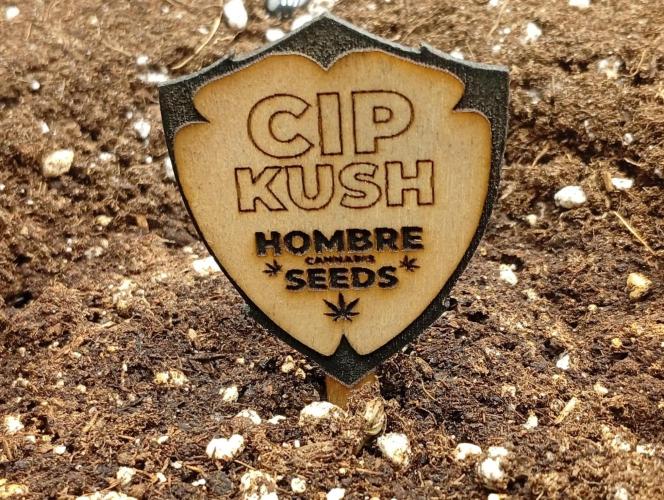 CIP KUSH. Week 0 - 7.9 holky začíná koukat po světě 