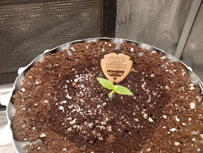 CIP KUSH. Week 1 - 12.9
