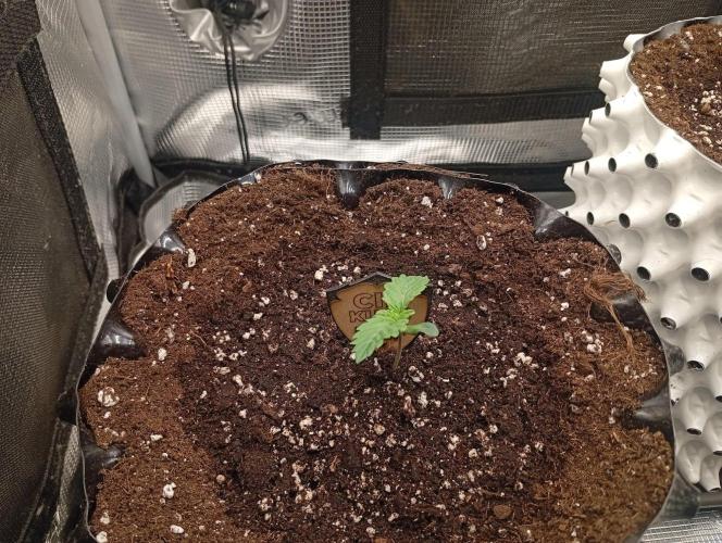 CIP KUSH. Week 1 - 12.9