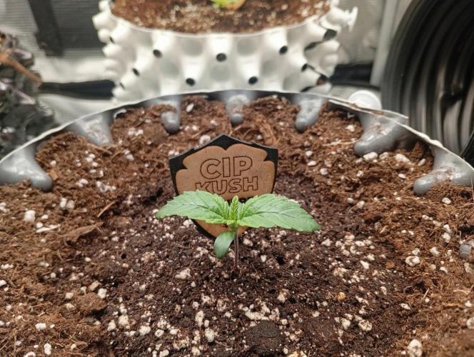 CIP KUSH. Week 1 - 12.9