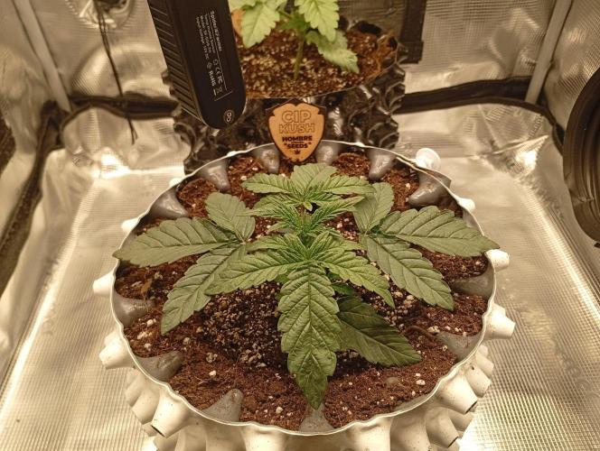 CIP KUSH. Week 2 - 17.9 začátek druhého týdne růstu 