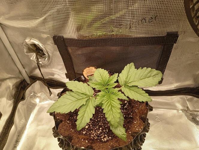 CIP KUSH. Week 2 - 17.9 začátek druhého týdne růstu 