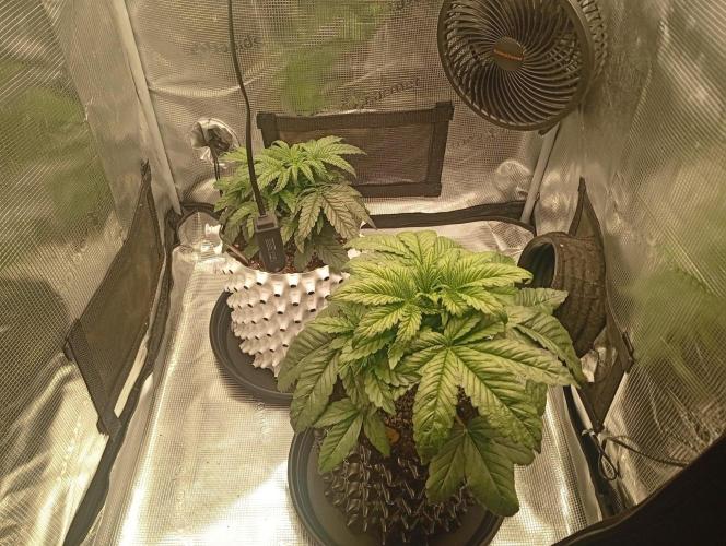 CIP KUSH. Week 3 - 27.9 třetí týden růstu 