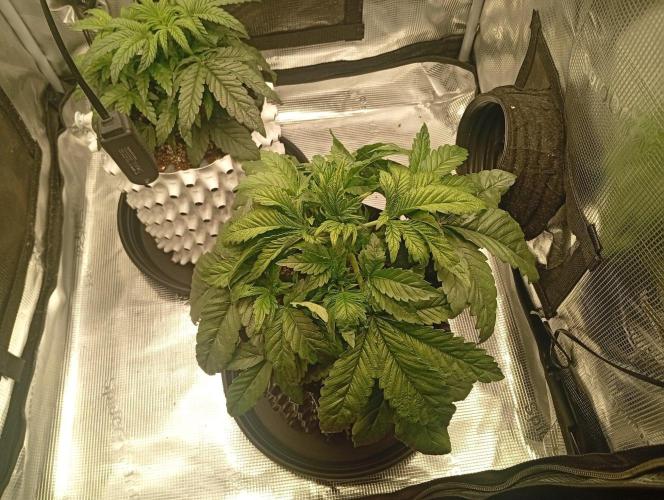 CIP KUSH. Week 3 - 27.9 třetí týden růstu 