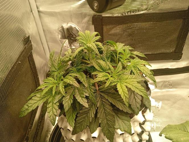 CIP KUSH. Week 3 - 27.9 třetí týden růstu 