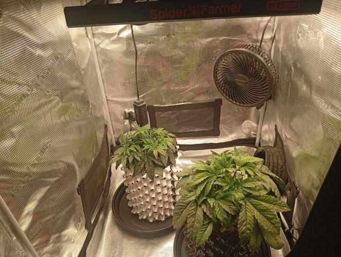CIP KUSH. Week 3 - 27.9 třetí týden růstu 
