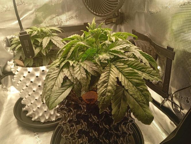 CIP KUSH. Week 3 - 27.9 třetí týden růstu 
