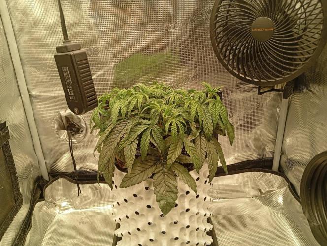 CIP KUSH. Week 4 - 3.10