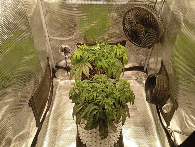 CIP KUSH. Week 4 - 3.10