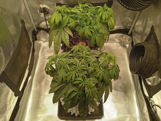 CIP KUSH. Week 4 - 3.10