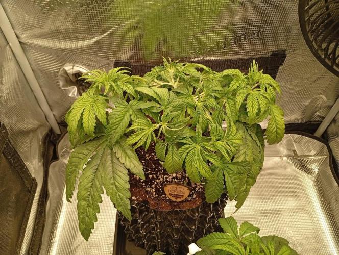 CIP KUSH. Week 4 - 3.10