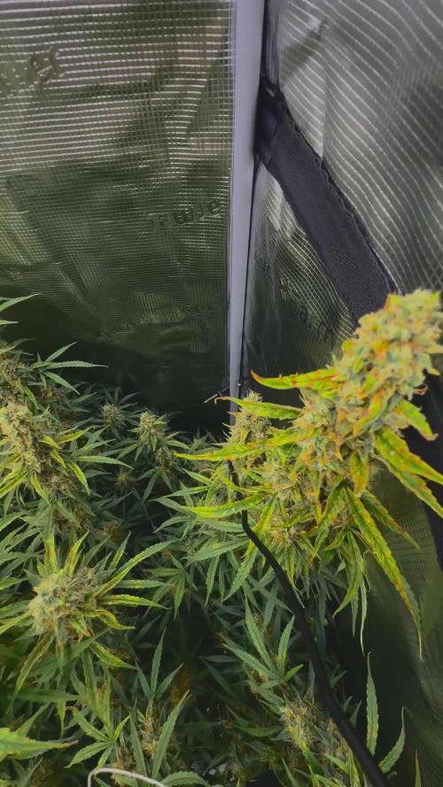 Northern Lights Auto