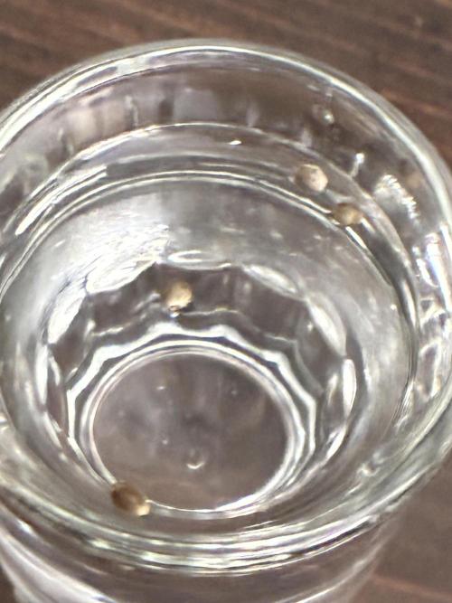 First four plants seed to harvest!. Week 0 - Germinated in shot glass of water. Transferred to moist paper towel. Then soil.