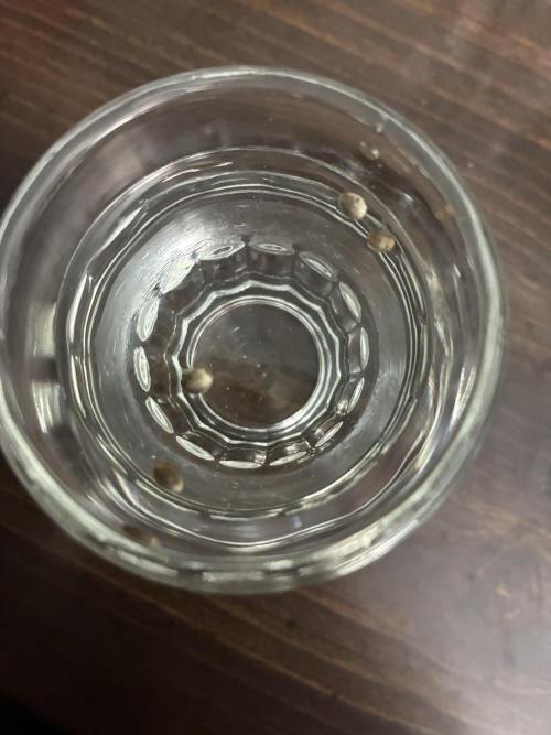 First four plants seed to harvest!. Week 0 - Germinated in shot glass of water. Transferred to moist paper towel. Then soil.