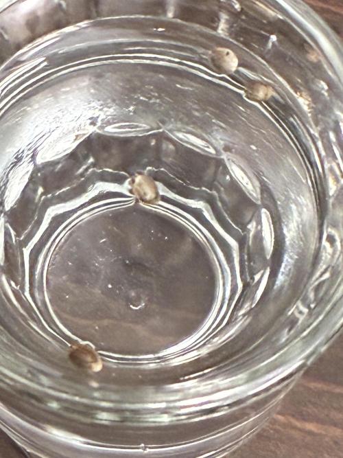 First four plants seed to harvest!. Week 0 - Germinated in shot glass of water. Transferred to moist paper towel. Then soil.