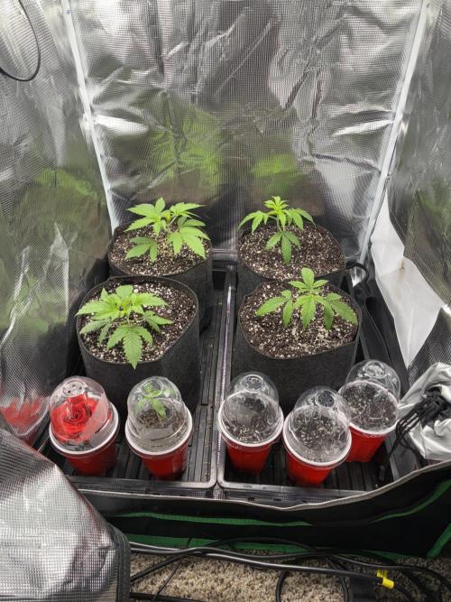 First four plants seed to harvest!. Week 1 - Germinated a few new seedlings. Used ai to improperly teach me how to grow rose.