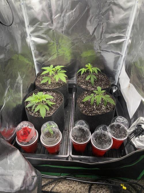 First four plants seed to harvest!. Week 1 - Germinated a few new seedlings. Used ai to improperly teach me how to grow rose.