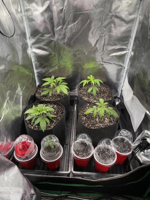 First four plants seed to harvest!. Week 1 - Germinated a few new seedlings. Used ai to improperly teach me how to grow rose.