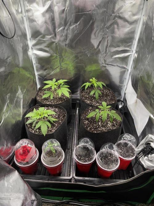 First four plants seed to harvest!. Week 1 - Germinated a few new seedlings. Used ai to improperly teach me how to grow rose.