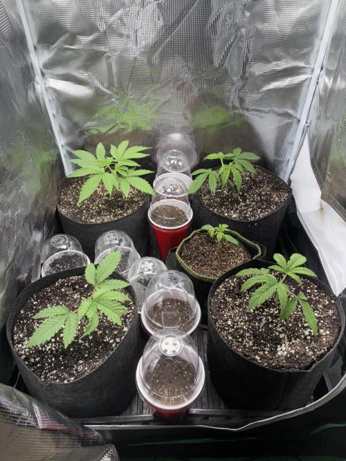 First four plants seed to harvest!. Week 2 - Moved some things around. Made Some mistakes. Learned.