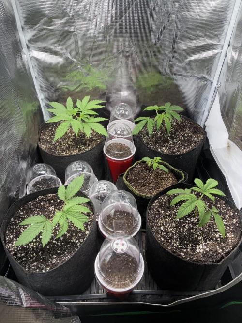 First four plants seed to harvest!. Week 2 - Moved some things around. Made Some mistakes. Learned.